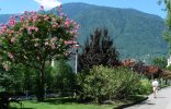 Mediterranean Flora at the Kurpromenade in Merano