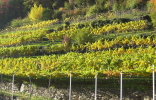 Herbstliche Weinberge am Rablander Panoramaweg in der Umgebung von Meran.