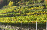 Autumnal vineyard along the Rablander Panormaweg in the vicinity of Merano.